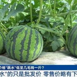 反差 52每日大瓜视频,52每日大瓜视频，笑料连连，惊喜不断